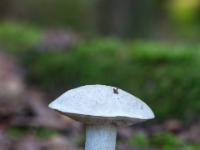 Weißer Birkenpilz oder Geisterröhrling